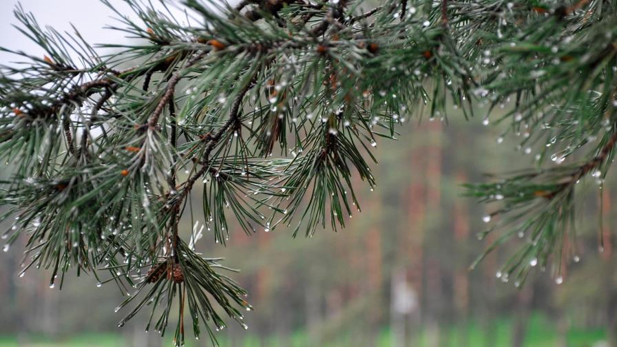 Este es el motivo por el que puedes oler la lluvia