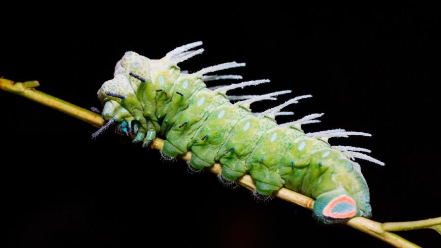 Decomisan en Miami paquete con plaga de Asia que devora forraje de cítricos