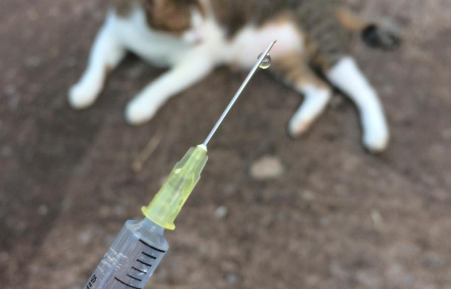 Desde hoy habrá vacunación masiva perros y gatos en LR