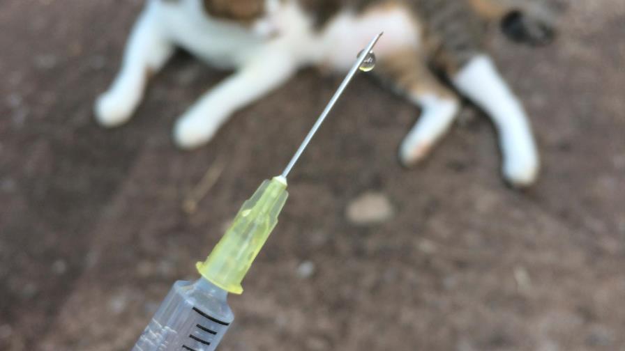 Desde hoy habrá vacunación masiva perros y gatos en LR