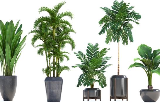 10 plantas que pueden filtrar el aire contaminado de Duquesa