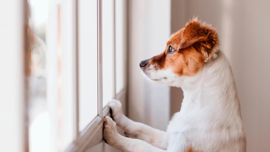 Qué hacer para evitar que el aislamiento incida negativamente en el comportamiento de tu mascota