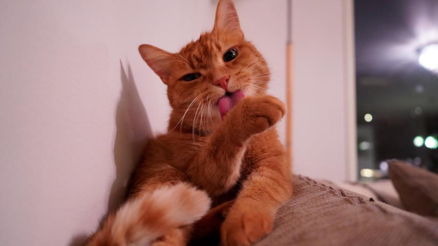 ¿Cómo se mantienen los gatos tan limpios? El secreto está en su lengua