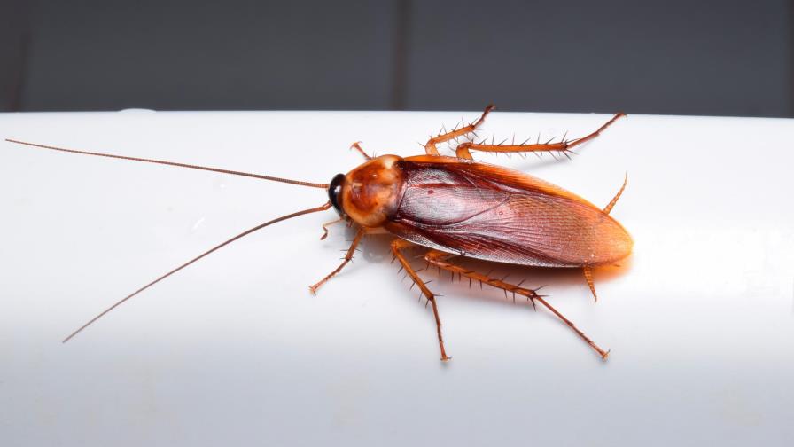 En San Valentín, una cucaracha ayuda a cerrar el ciclo de una relación