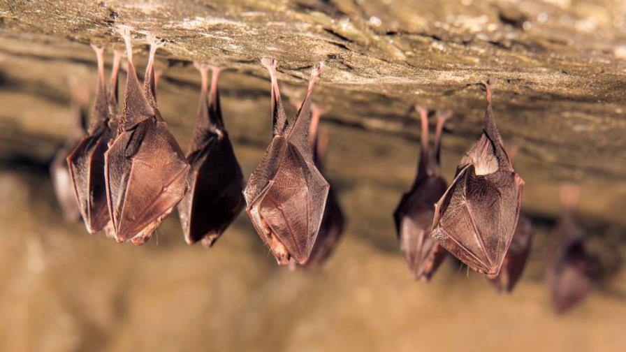 ¿Qué especie dominaría la Tierra si los humanos dejáramos de existir?