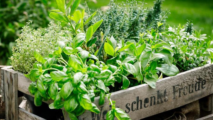 Hierbas aromáticas: todos sus beneficios Hierbas aromáticas: todos sus beneficios