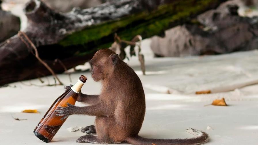 Llaman al 911 desde un zoológico y un mono es el principal sospechoso