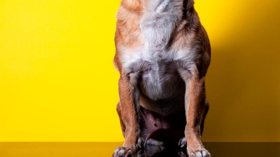 El chihuahua anciano orina toda la casa