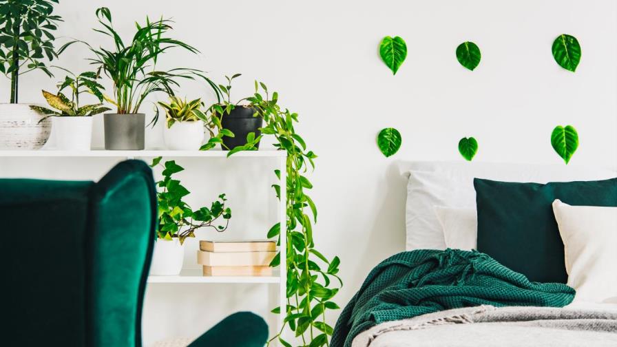 Estas 10 plantas beneficiarán tu salud en casa