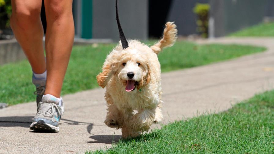 Cuidados esenciales  para tu perro en verano 