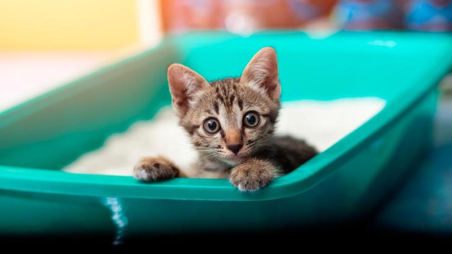 Con estos consejos podrás eliminar el olor a orina de gato