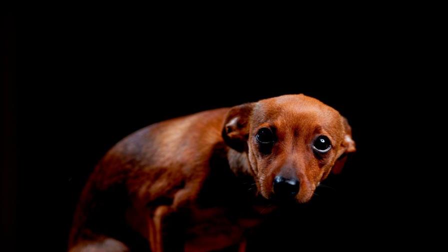 No a la pirotecnia: las personas con espectro autista y los perros los agradecen