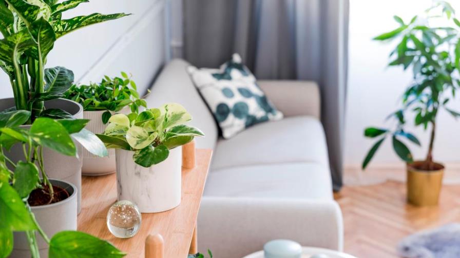 Estas 5 plantas te ayudan a combatir el calor