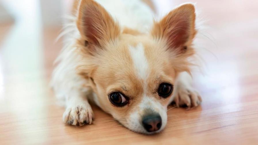 Los perros tienen la edad de los  humanos multiplicada por 7 ¿mito o realidad?