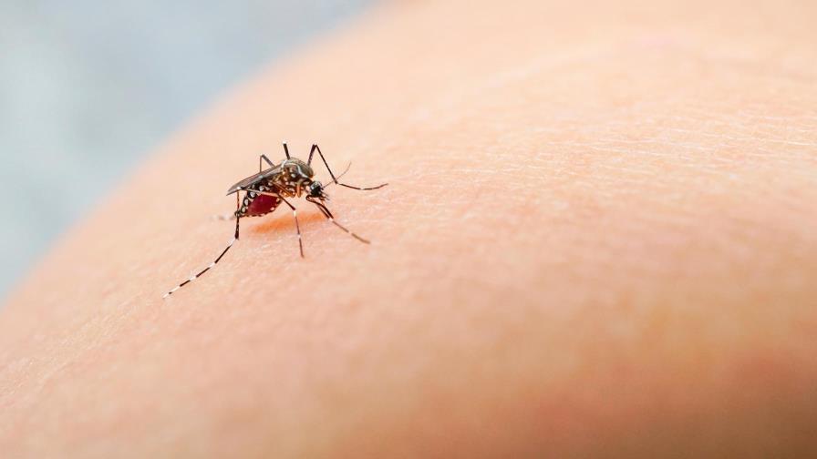 Tres nuevos casos de dengue en los Cayos de Florida elevan el total a 15