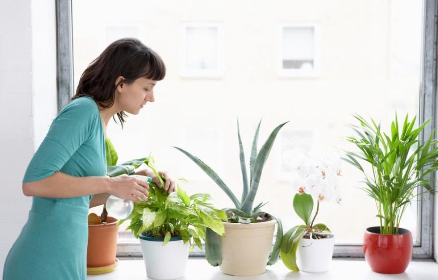 Remedios caseros para combatir las plagas de tus plantas