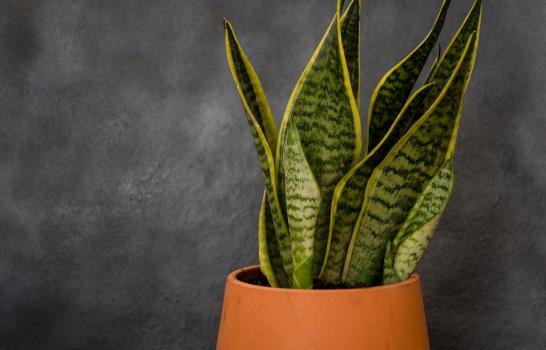 10 plantas que pueden filtrar el aire contaminado de Duquesa
