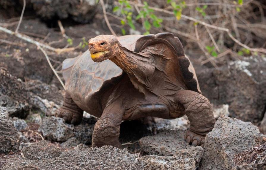 Se jubiló Diego, una tortuga de 100 años con una líbido inagotable