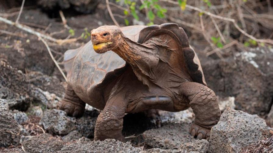 Se jubiló Diego, una tortuga de 100 años con una líbido inagotable