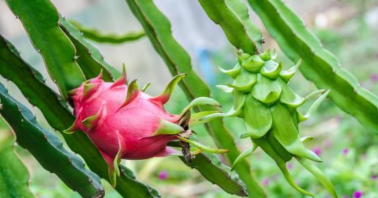 La Pitaya, un cactus que puedes sembrar en casa y disfrutar de sus  beneficios - Diario Libre