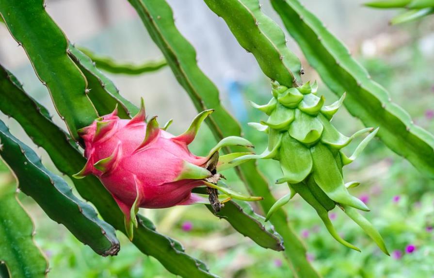 La Pitaya, un cactus que puedes sembrar en casa y disfrutar de sus beneficios