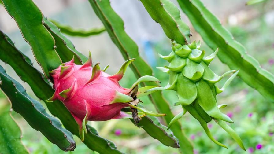 La Pitaya, un cactus que puedes sembrar en casa y disfrutar de sus beneficios