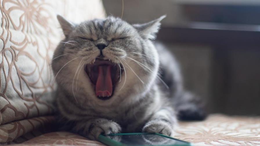 ¿Quieres saber qué te dice? Esta app transforma los maullidos de tu gato en palabras