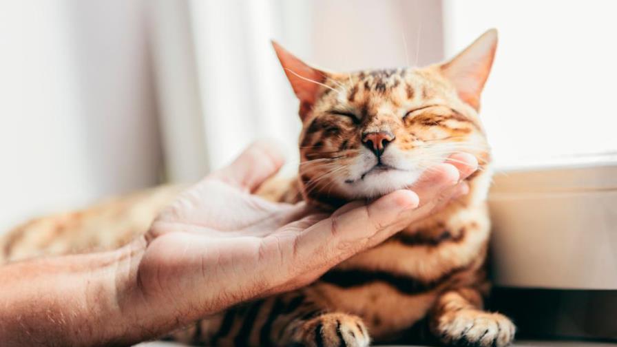 ¿Sabes por qué ronronean los gatos? ¿Sabes por qué ronronean los gatos?