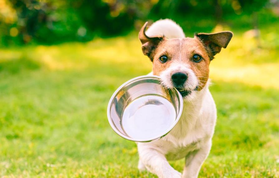 Consejos para que tu perro coma más despacio y no arrase con su comida