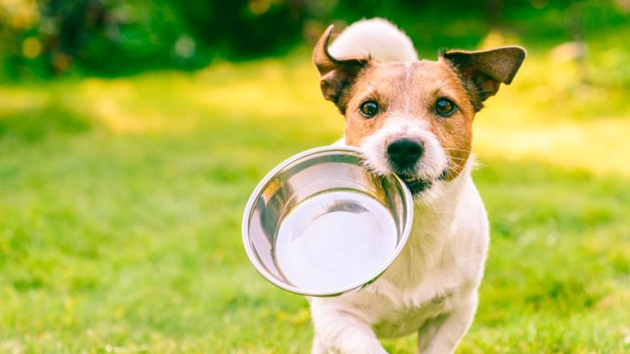 Consejos para que tu perro coma más despacio y no arrase con su comida