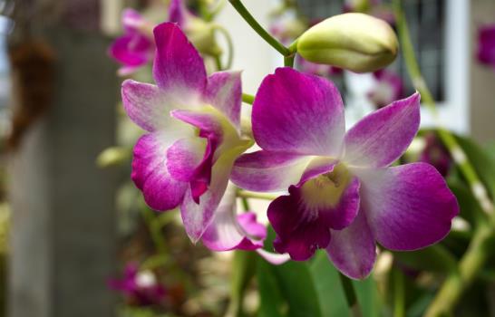 10 plantas que pueden filtrar el aire contaminado de Duquesa