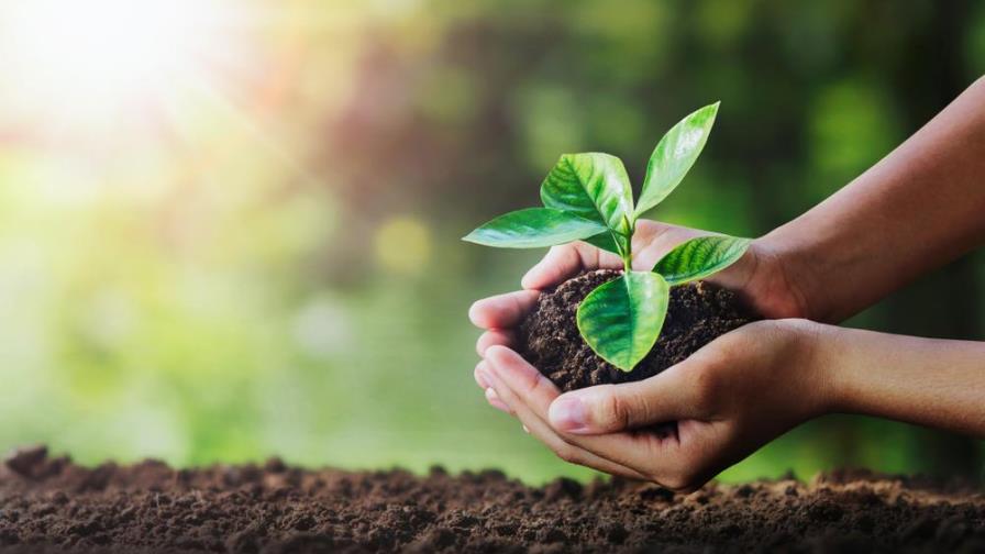 Abono casero para cuidar tu jardín o tus plantas durante la cuarentena