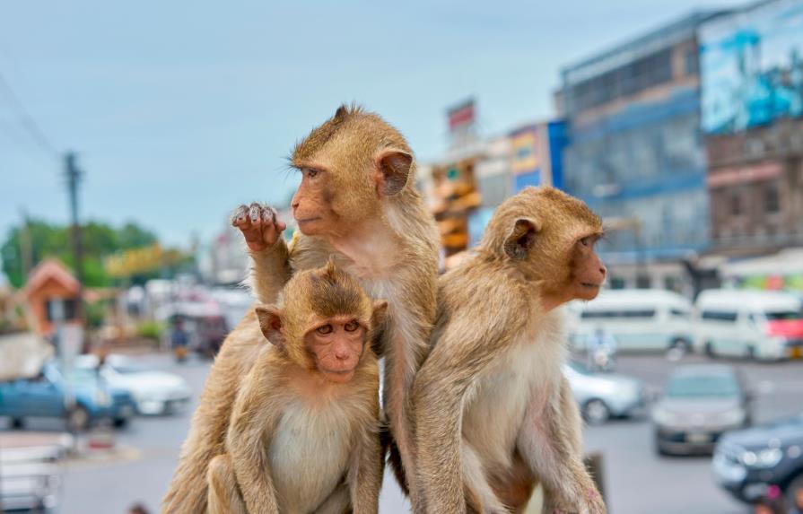 ¡Como en el Planeta de los Simios! Los monos invaden una ciudad en Tailandia