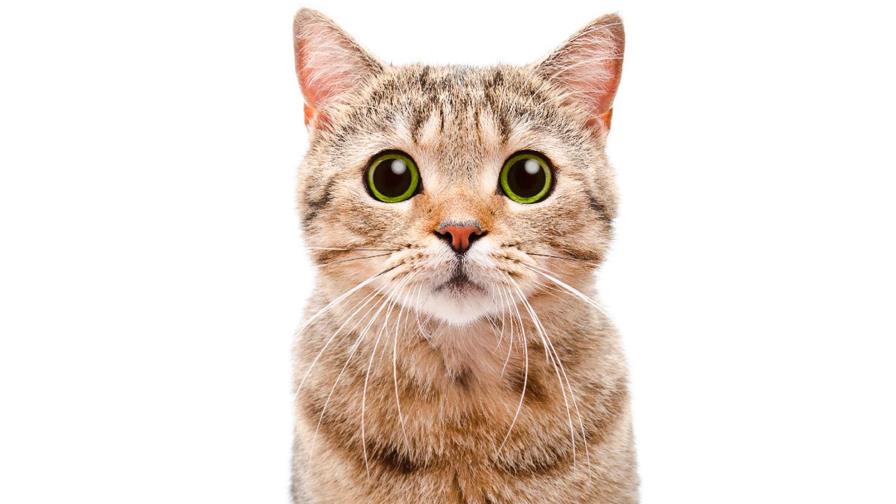 Dos gatos son las dos primeras mascotas que dan positivo de COVID-19 en EEUU