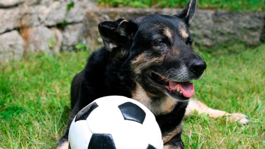 Este perro anotó un golazo