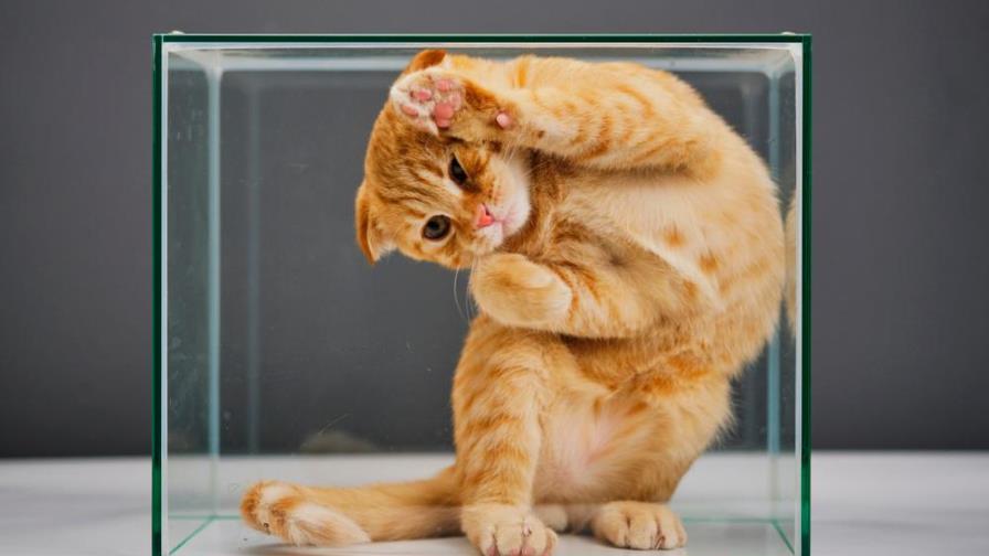 Aquí hay gato encerrado: de dónde viene esta expresión