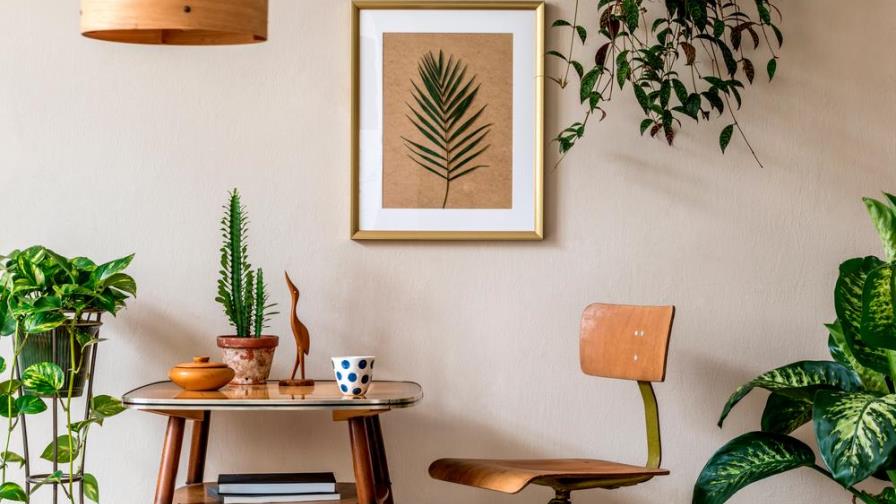 Utiliza estas plantas de interior para refrescar y purificar tu hogar Utiliza estas plantas de interior para refrescar y purificar tu hogar