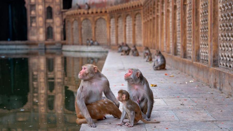 ¡Mono asesino! Mató a un hombre de un ladrillazo