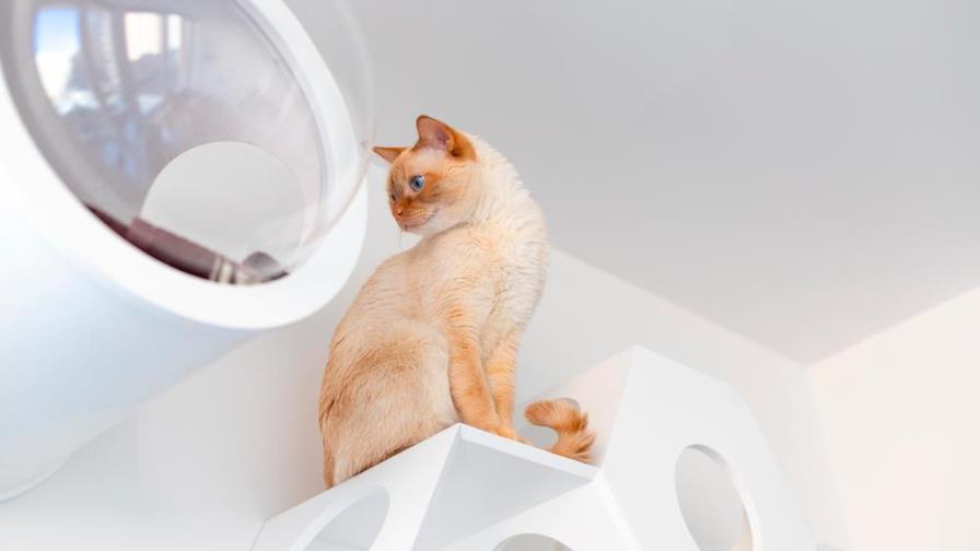 Cómo evitar que tu gato suba a los muebles