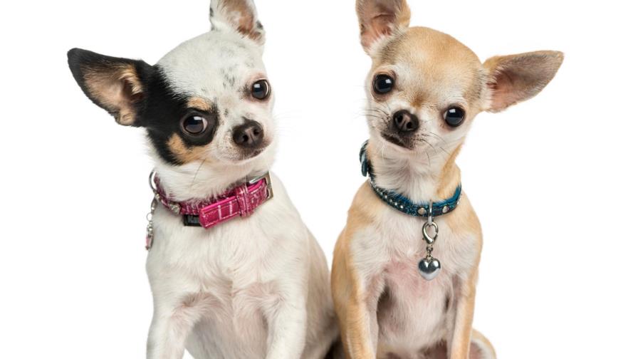 El chihuahua tiene mal aliento El chihuahua tiene mal aliento