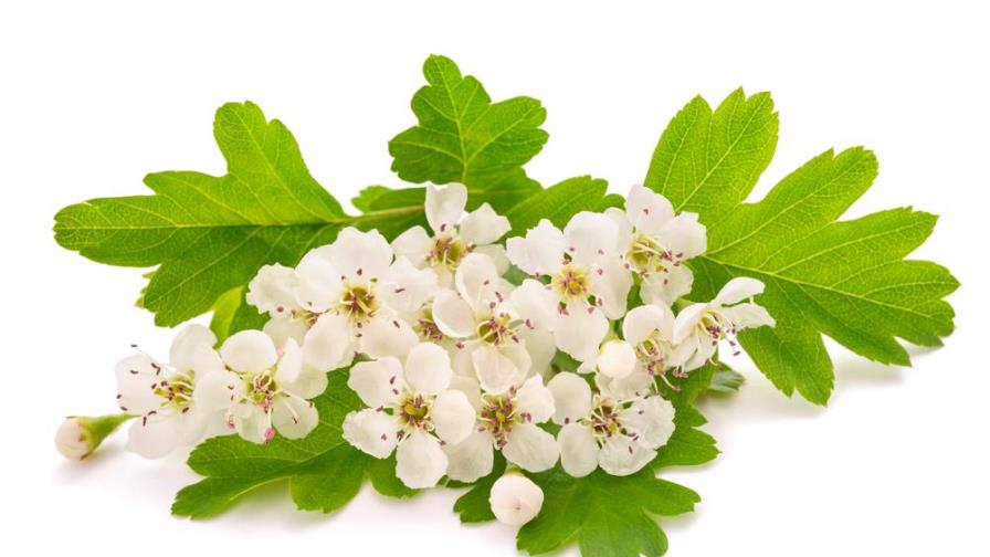 Con esta planta puedes estar más delgada