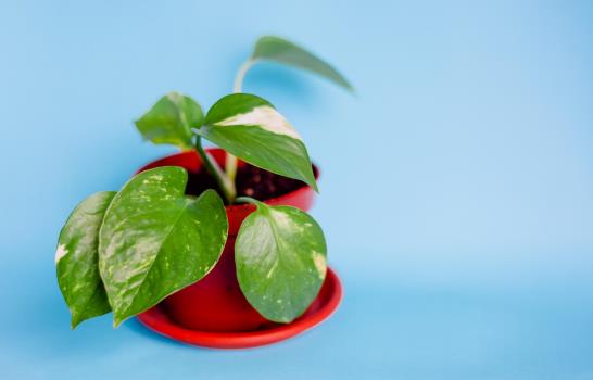10 plantas que pueden filtrar el aire contaminado de Duquesa