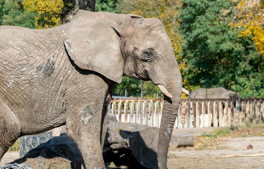 Cannabis antiestrés para los elefantes del zoo de Varsovia