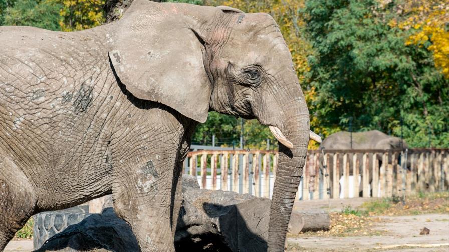 Cannabis antiestrés para los elefantes del zoo de Varsovia Cannabis antiestrés para los elefantes del zoo de Varsovia