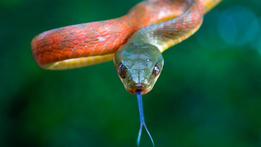 Una serpiente lo mordió en los genitales: vivió una pesadilla