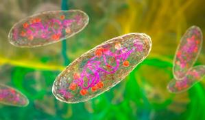 Detectan el primer caso de peste bubónica en California en cinco años