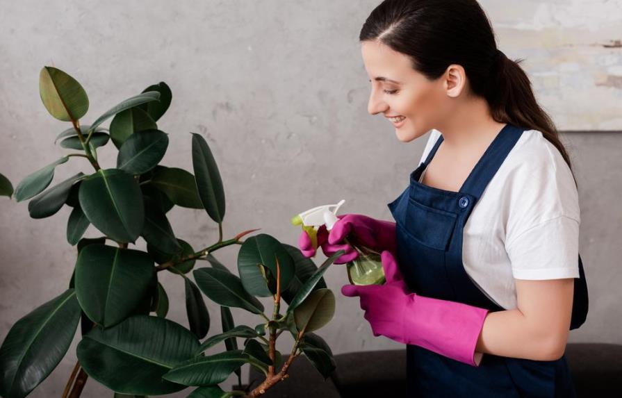 Tips para abrillantar tus plantas con métodos caseros