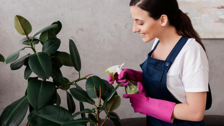 Tips para abrillantar tus plantas con métodos caseros