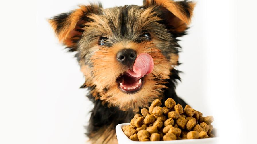 Mi cachorro no quiere comer Mi cachorro no quiere comer