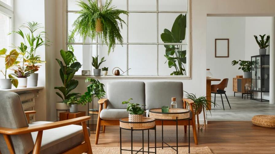 Plantas de interior ideales para principiantes Plantas de interior ideales para principiantes
